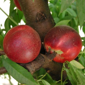 Arctic Rose nectarine